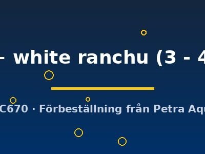 Carassius auratus l.f. red + white ranchu 3–4 cm