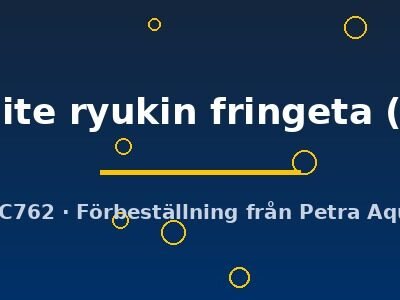 red + white ryukin fringeta (5 - 6 cm)