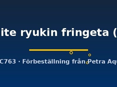 red + white ryukin fringeta (7 - 8 cm)