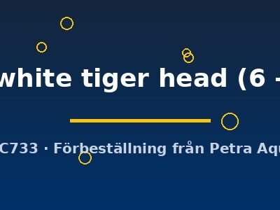 red + white tiger head (6 - 7 cm)