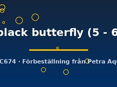 red black butterfly (5 - 6 cm)