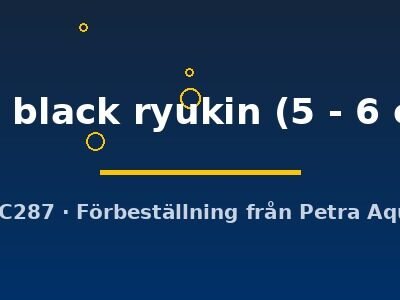 red black ryukin (5 - 6 cm)