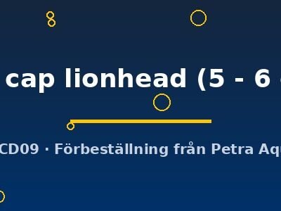 red cap lionhead (5 - 6 cm)