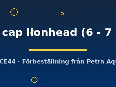 red cap lionhead (6 - 7 cm)