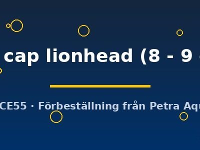 red cap lionhead (8 - 9 cm)