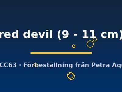 red devil (9 - 11 cm)
