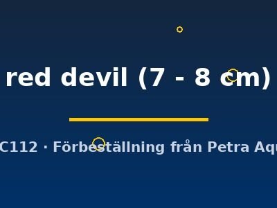 red devil (7 - 8 cm)