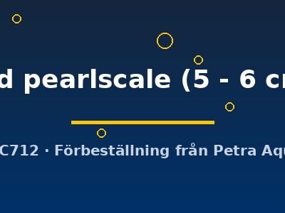 red pearlscale (5 - 6 cm)