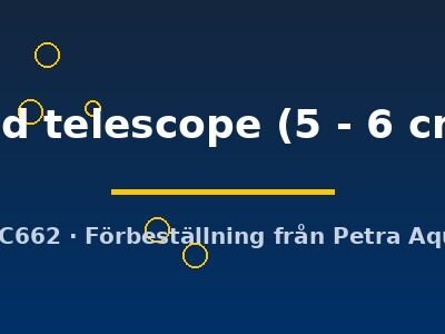 Carassius auratus l.f. red telescope 5–6 cm
