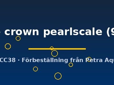 Carassius auratus l.f. red white crown pearlscale 9–11 cm
