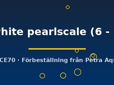 Carassius auratus l.f. red white pearlscale 6–7 cm