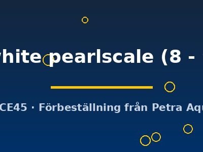 Carassius auratus l.f. red white pearlscale 8–9 cm