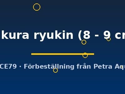 sakura ryukin (8 - 9 cm)