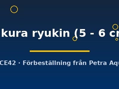 sakura ryukin (5 - 6 cm)