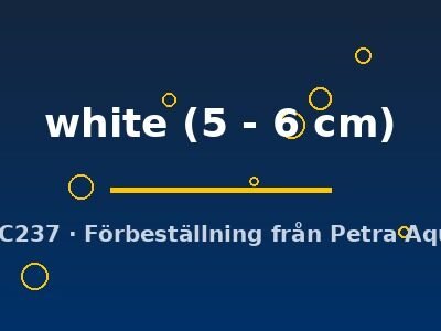 white (5 - 6 cm)