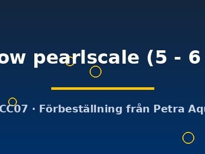 yellow pearlscale (5 - 6 cm)