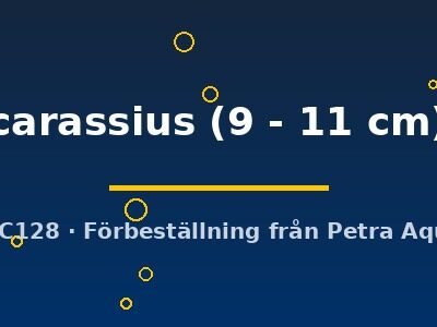 carassius (9 - 11 cm)