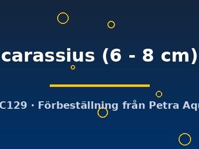 carassius (6 - 8 cm)