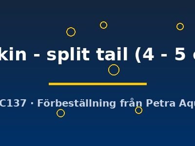 Wakin - split tail (4 - 5 cm)