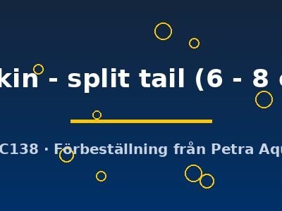 Wakin - split tail (6 - 8 cm)