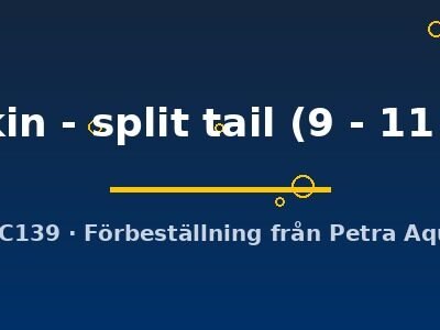 Wakin - split tail (9 - 11 cm)