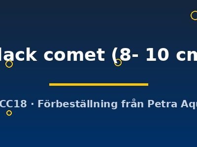 Carassius auratus black comet 8–10 cm