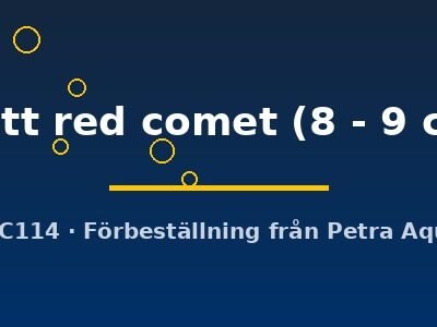 Carassius auratus matt red comet 8–9 cm