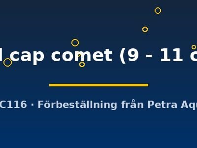red cap comet (9 - 11 cm)