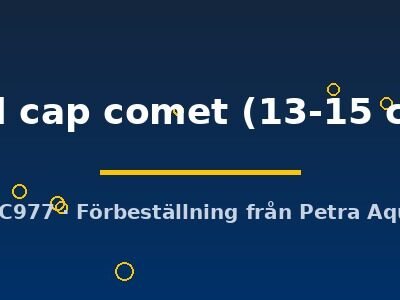 red cap comet (13-15 cm)