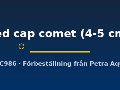 red cap comet (4-5 cm)