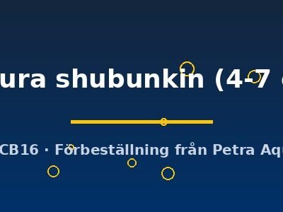 sakura shubunkin (4-7 cm)