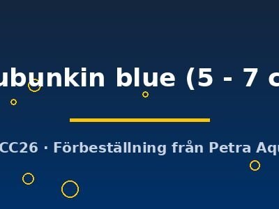 shubunkin blue (5 - 7 cm)