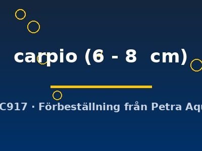 carpio (6 - 8  cm)