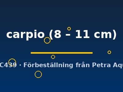 carpio (8 – 11 cm)