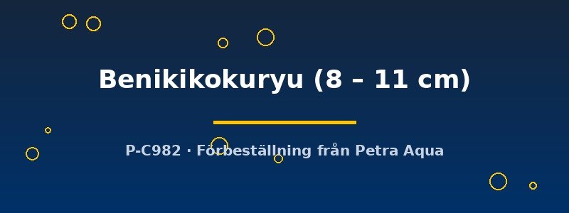 petra-ph2-182018 Cyprinus carp. koi Benikikokuryu 8–11 cm