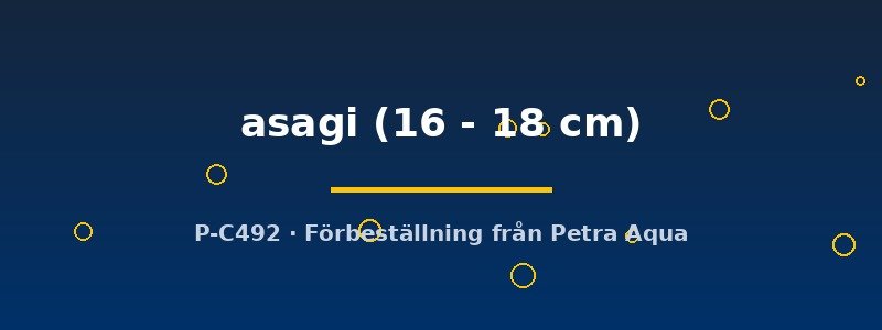 petra-ph2-182028 Cyprinus carp. koi asagi 16–18 cm