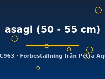 Cyprinus carp. koi asagi 50–55 cm