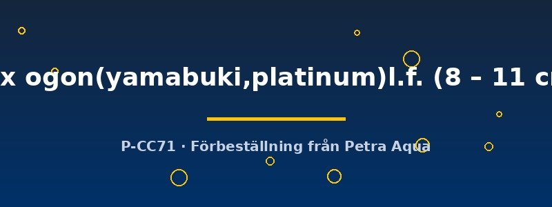 petra-ph2-182327 Cyprinus rubrofuscus mix ogon(yamabuki,platinum)l.f. 8–11 cm