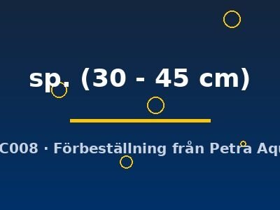 sp. (30 - 45 cm)