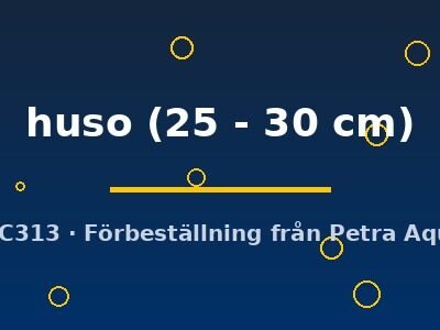 Huso huso 25–30 cm