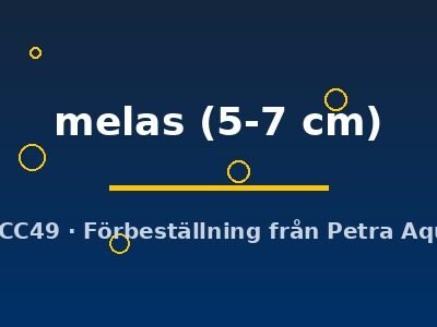 Ameirus melas 5–7 cm