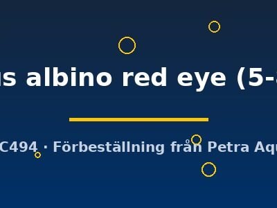 idellus albino red eye (5-8 cm)