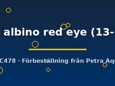 idellus albino red eye (13-15 cm)