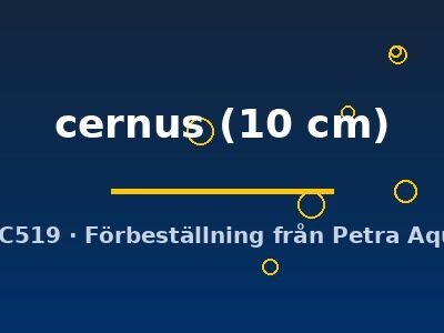 Gymnocephalus cernus 10 cm