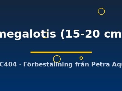 megalotis (15-20 cm)