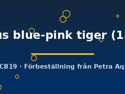 idus orfus blue-pink tiger (15-20 cm)