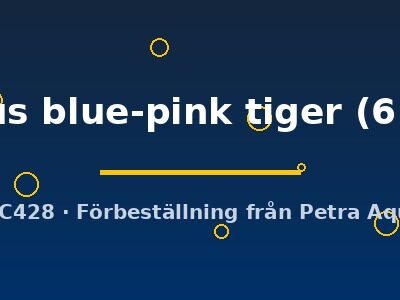 idus orfus blue-pink tiger (6 - 10 cm)