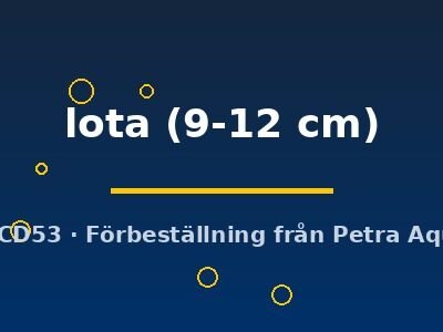 lota (9-12 cm)