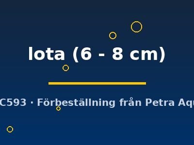 lota (6 - 8 cm)