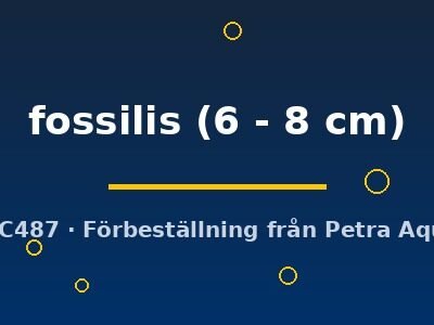 Weatherfish (Misgurnus fossilis) 6–8 cm